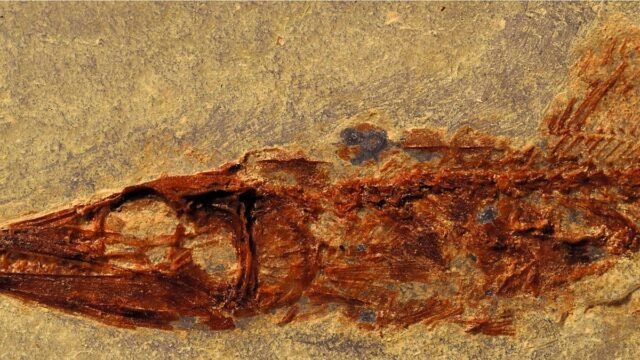 ¡De 94 millones de años!: descubren en Ocozocoautla pez fósil nuevo para la ciencia
