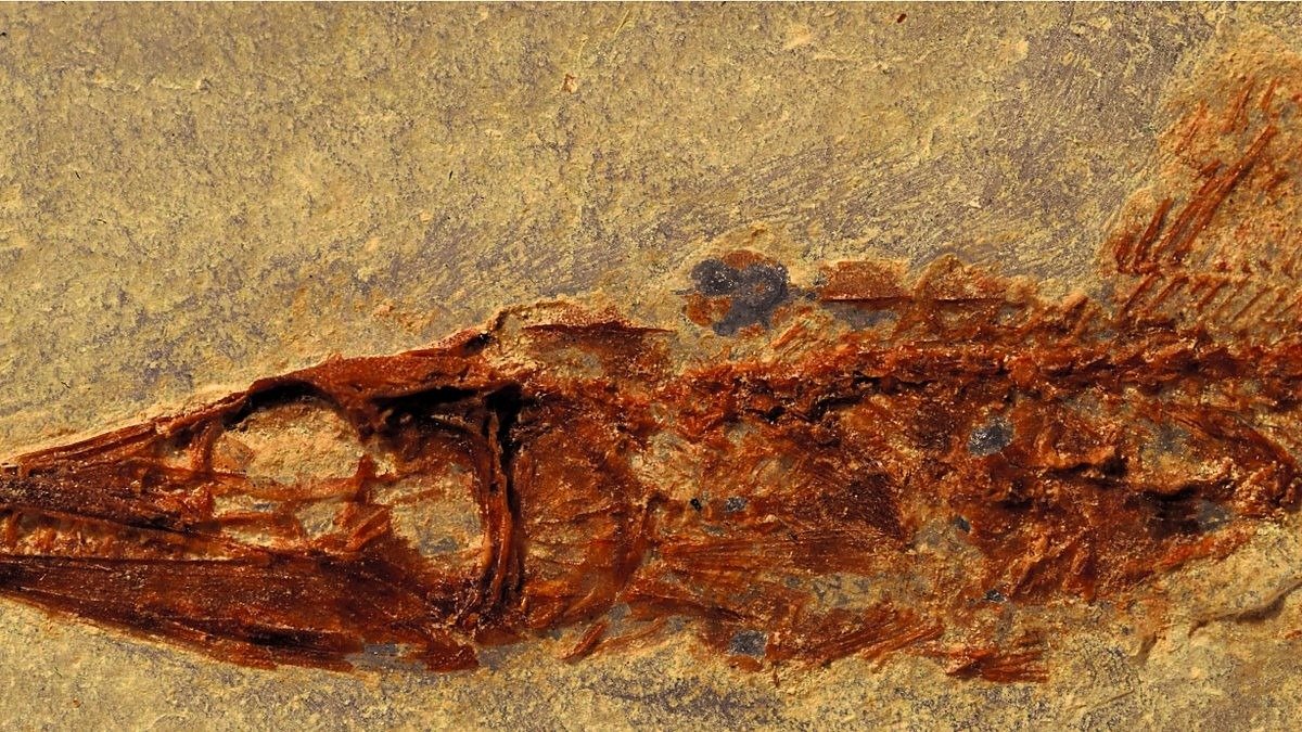 ¡De 94 millones de años!: descubren en Ocozocoautla pez fósil nuevo para la ciencia