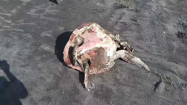 Denuncian matanza de tortugas golfinas para extraerles huevos en costas de Mazatán