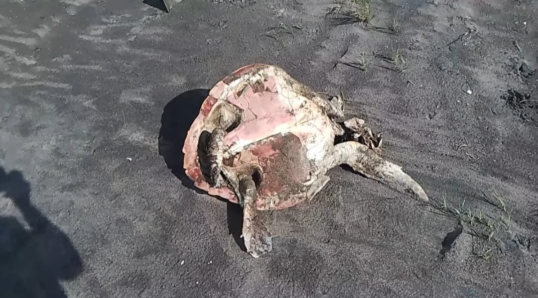 Denuncian matanza de tortugas golfinas para extraerles huevos en costas de Mazatán