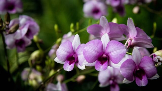 Describen nueva orquídea Encyclia rommeliana en bosques de Los Altos de Chiapas