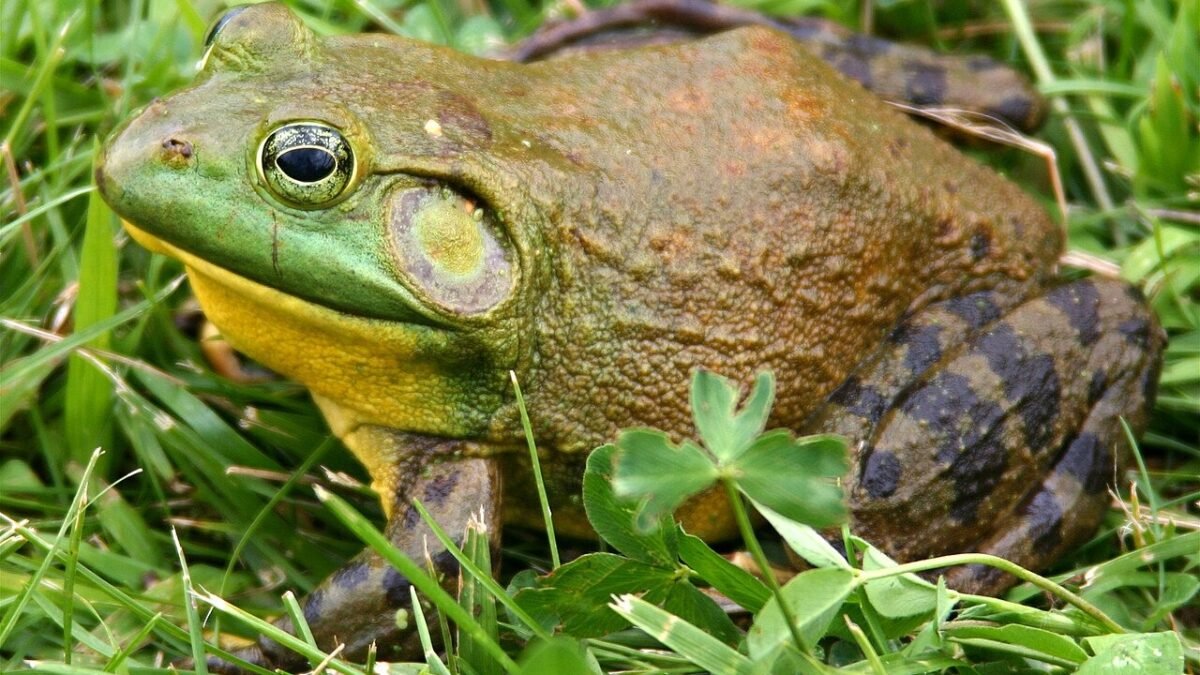 Documentan tres especies invasoras establecidas en Tuxtla y San Cristóbal