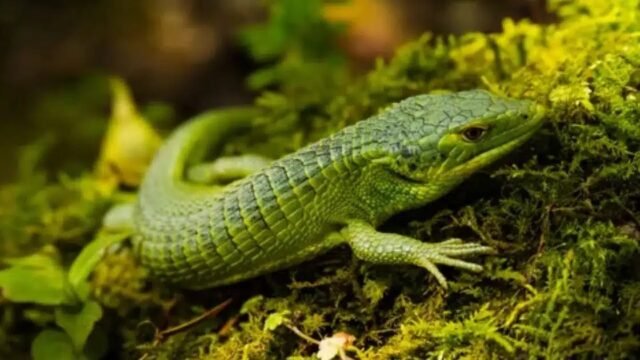 Dragoncitos de Chiapas en riesgo por aumento de hasta 80% en tráfico de reptiles