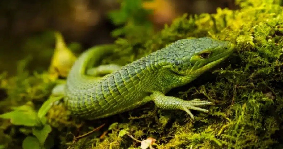 Dragoncitos de Chiapas en riesgo por aumento de hasta 80% en tráfico de reptiles