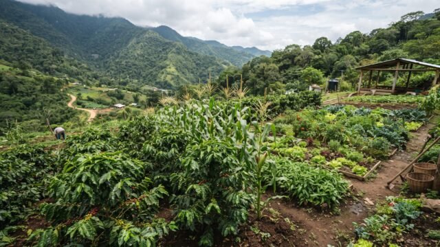 Escuela de campo en Berriozábal capacita a productores en café, cacao y maíz
