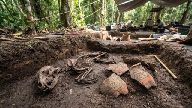 Estudio confirma que mayas intercambiaban perros vivos en Chiapas durante el Clásico