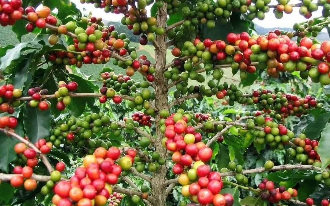 Falta de créditos y altas temperaturas golpean producción de café en Soconusco