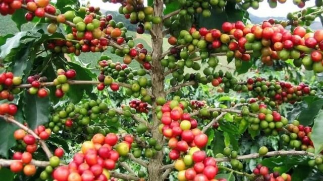 Falta de créditos y altas temperaturas golpean producción de café en Soconusco