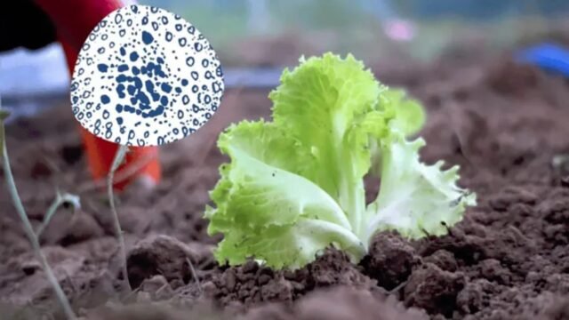FDA detecta cyclospora en granja de lechuga en Guanajuato vinculada a brote en EU
