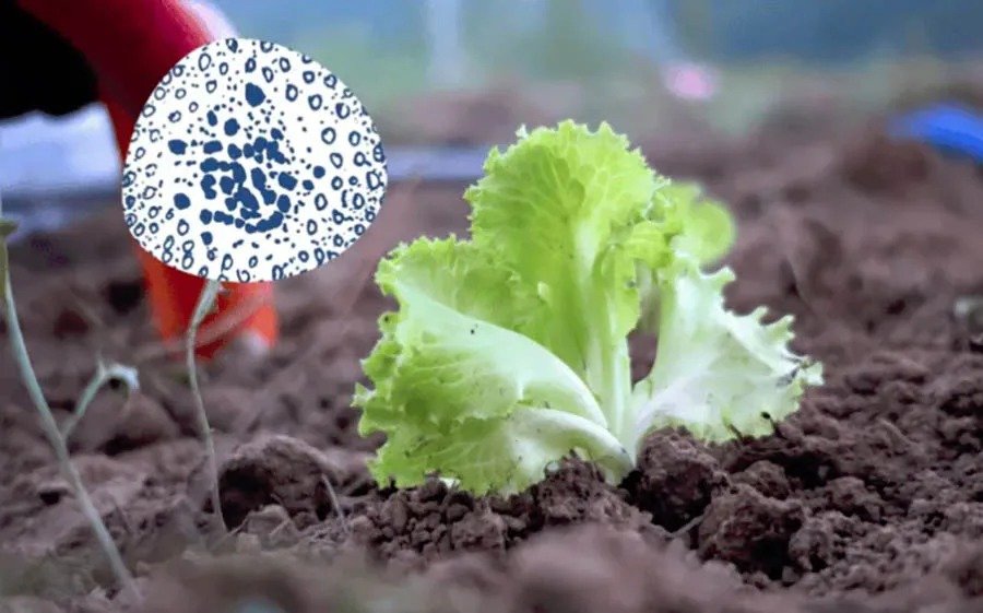 FDA detecta cyclospora en granja de lechuga en Guanajuato vinculada a brote en EU