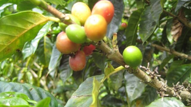 Ganan 29 pesos al día: cafetaleros de Sitalá, Cancuc y Albino Corzo viven muy lejos del salario mínimo