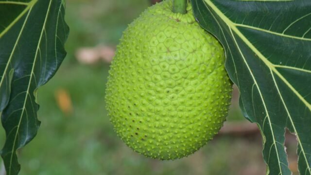 Hervida con sal y limón: 8 de cada 10 saborean la semilla del árbol del pan en el Soconusco