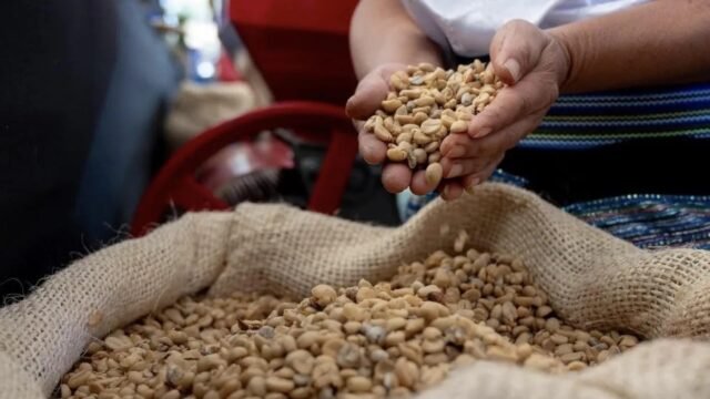 Incafe buscará respaldar a 30 mil jefas de familia cafetaleras en Chiapas