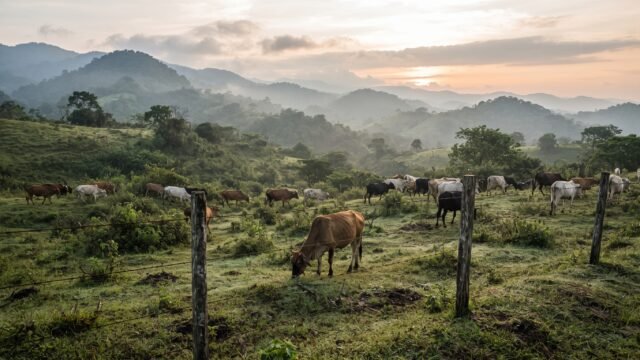 Ingreso ilegal de ganado agrava gusano barrenador en Chiapas con 8 mil casos