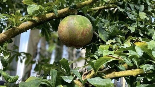 Investigadoras chiapanecas publican guía gratuita sobre plantas medicinales y herbolaria