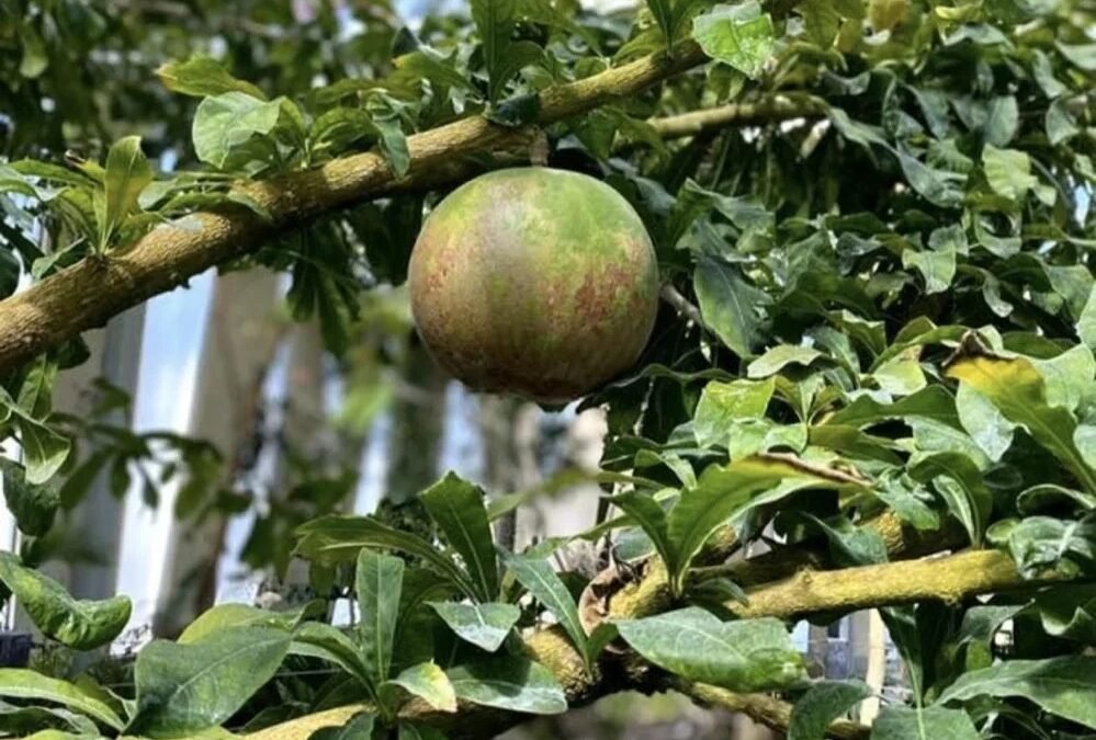 Investigadoras chiapanecas publican guía gratuita sobre plantas medicinales y herbolaria