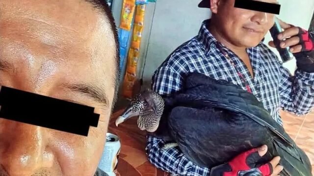 Joven intenta vender un zopilote como pavo de montaña en Sabanilla