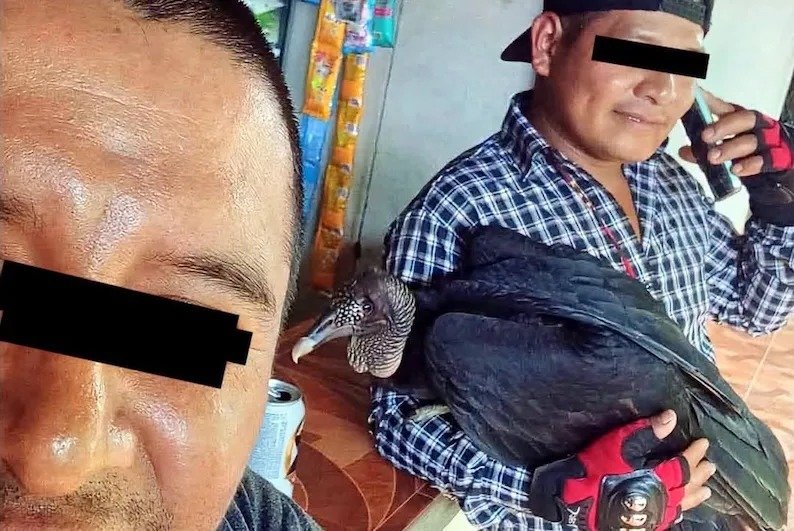 Joven intenta vender un zopilote como pavo de montaña en Sabanilla