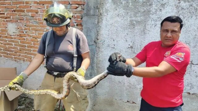 Lluvias elevan 80 por ciento la captura de serpientes en Tuxtla Gutiérrez