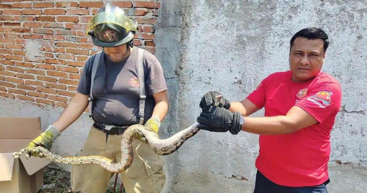 Lluvias elevan 80 por ciento la captura de serpientes en Tuxtla Gutiérrez