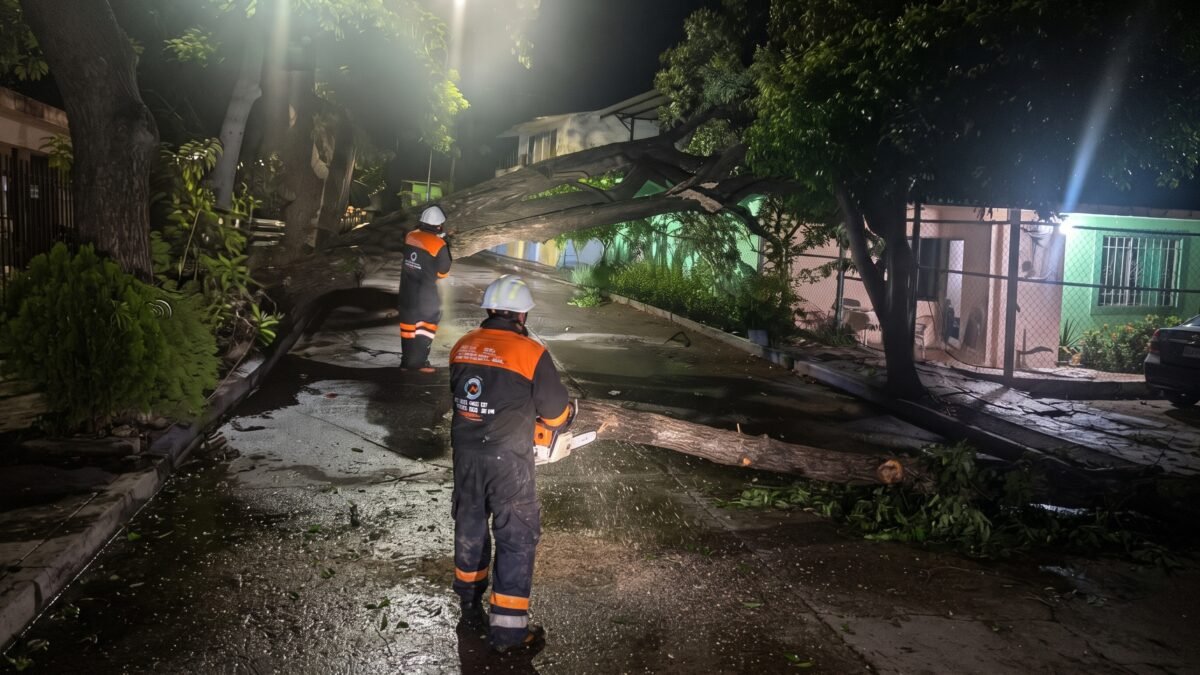 Lluvias provocan caída de árbol en Infonavit El Rosario en Tuxtla Gutiérrez