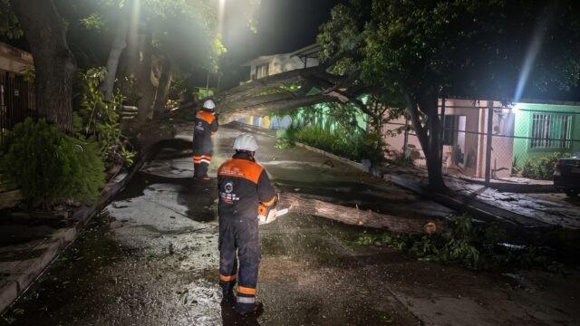 Lluvias provocan caída de árbol en Infonavit El Rosario en Tuxtla Gutiérrez