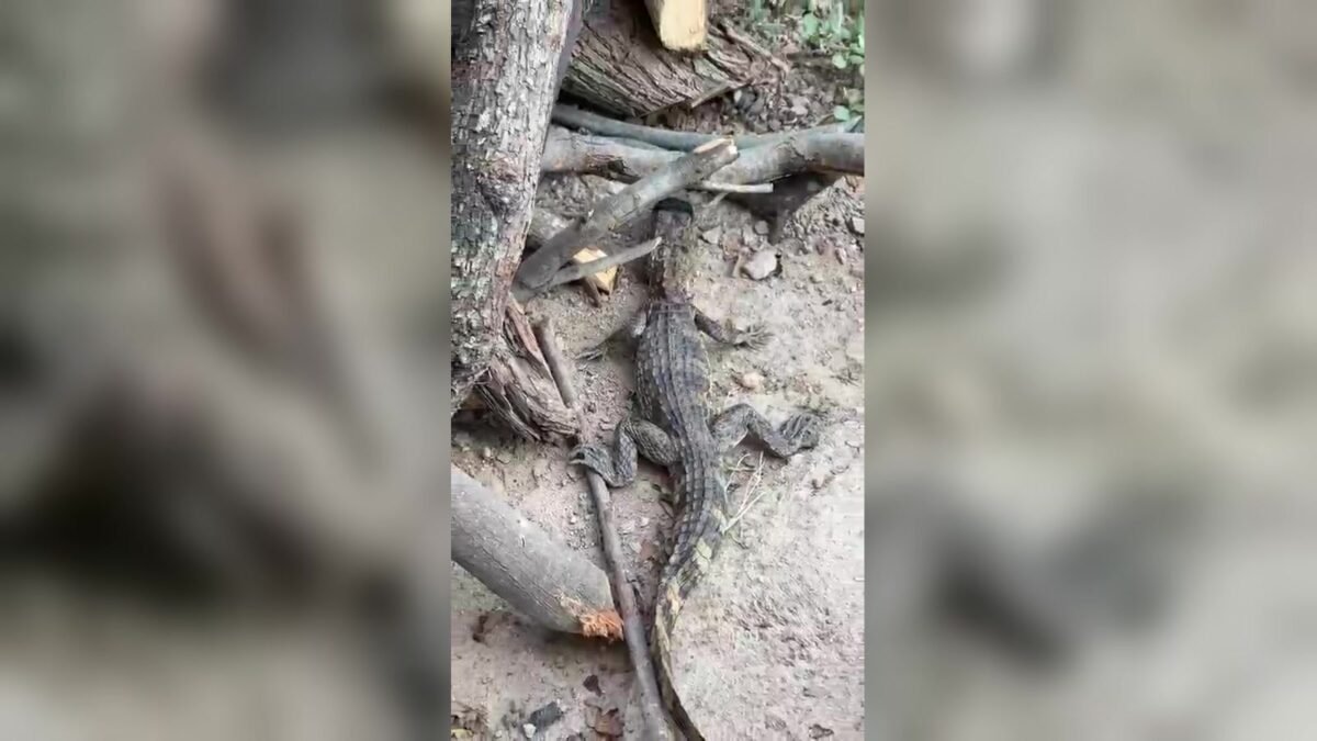 ¡Lo hallan entre leños junto al parque!: rescatan cocodrilo de 70 centímetros en Ribera Guadalupe, Tuxtla
