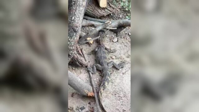 ¡Lo hallan entre leños junto al parque!: rescatan cocodrilo de 70 centímetros en Ribera Guadalupe, Tuxtla