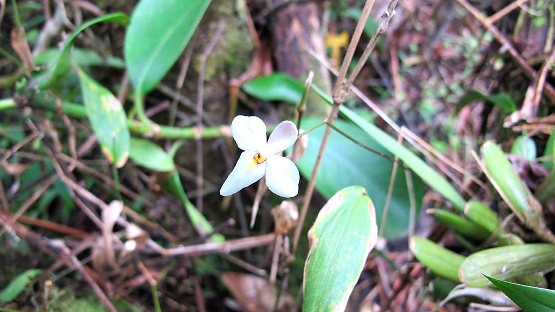 Logran que 98.7% brote en laboratorio: rescatan en el Soconusco a orquídea que casi no nace sola