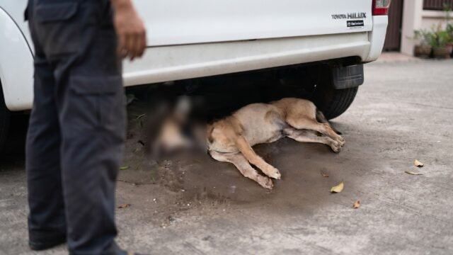 Los envenenaron en el parque: más de 25 perros amanecen muertos en Pijijiapan