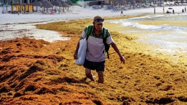 México y el Caribe impulsan 39 proyectos para convertir el sargazo en industria