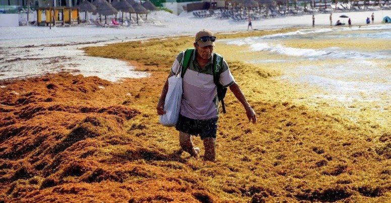 México y el Caribe impulsan 39 proyectos para convertir el sargazo en industria