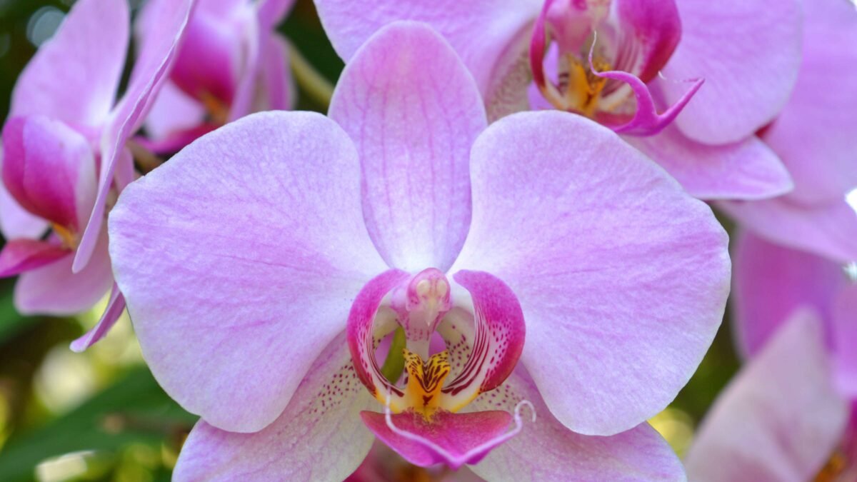Orquidario de Comitán resguarda más de mil orquídeas silvestres de la Meseta Tojolabal
