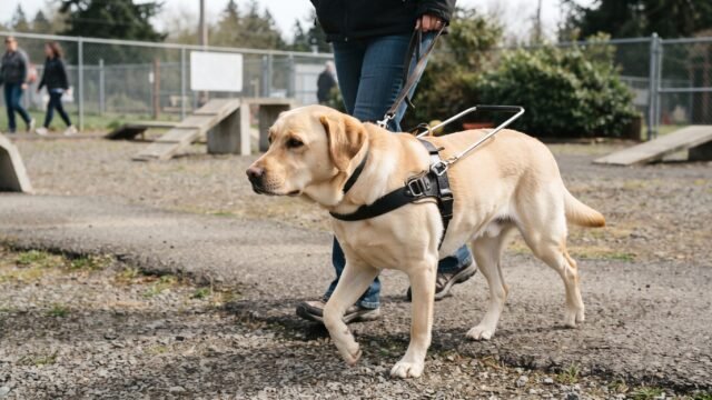 Piloto Santiago Tovar visita escuela de perros guía en jornada de inclusión