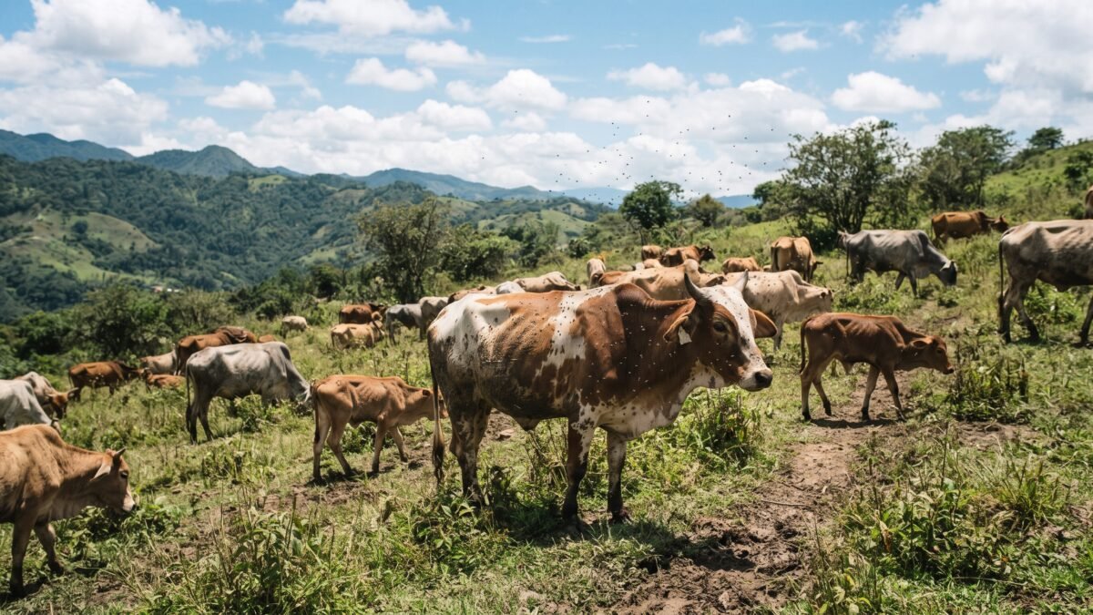 Primer lugar que pica: Chiapas acumula 171 casos de gusano barrenador en humanos