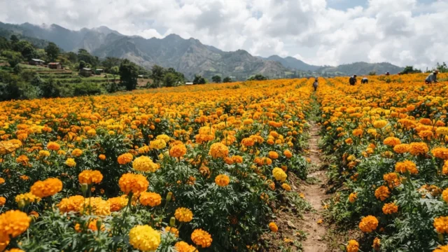 Producción de flor de cempasúchil en Chiapas no está garantizada por retraso de lluvias