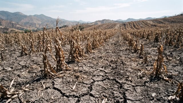 Productores de maíz del Soconusco esperan seguro agrícola por sequía