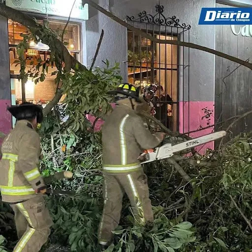 Rama de siete metros cae sobre vehículo estacionado en San Cristóbal de Las Casas