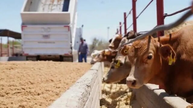 Reabrirán dos puertos fronterizos para exportación de ganado mexicano a Estados Unidos