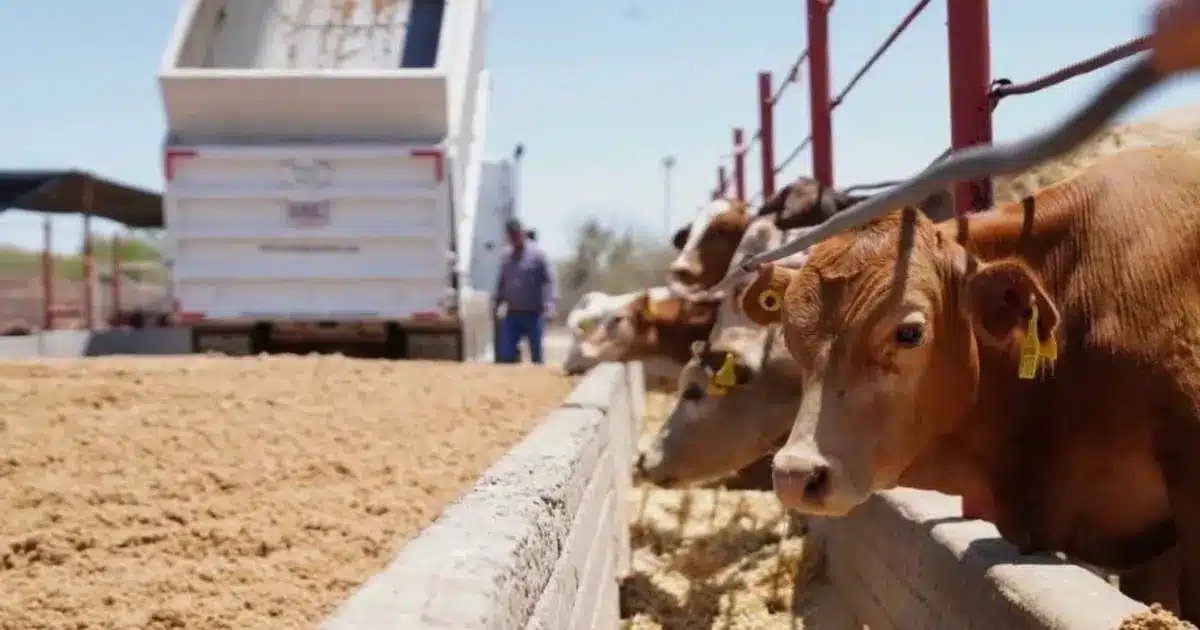 Reabrirán dos puertos fronterizos para exportación de ganado mexicano a Estados Unidos