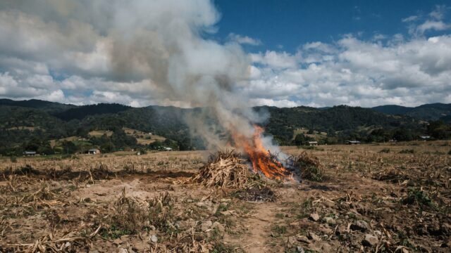 Realizan incineración de narcóticos y objetos del delito en campo militar de Berriozábal