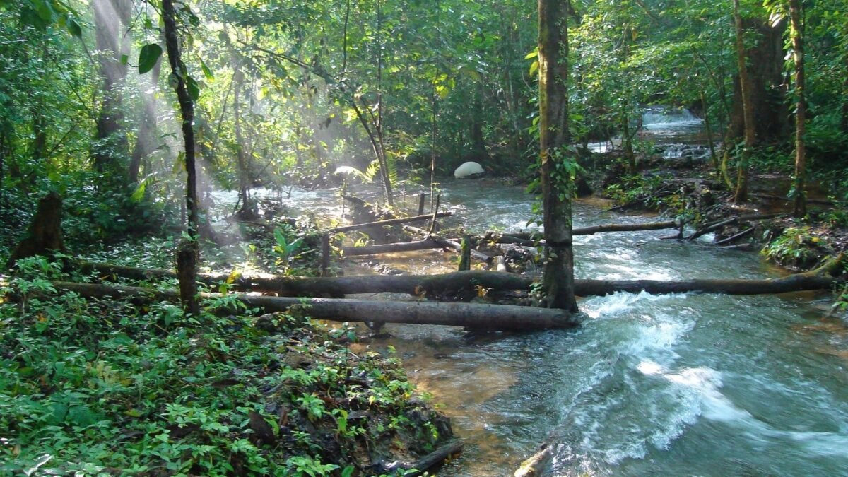 Reaparece tras 12 años sin rastro: captan a un águila harpía joven en la Selva Lacandona