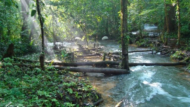 Reaparece tras 12 años sin rastro: captan a un águila harpía joven en la Selva Lacandona