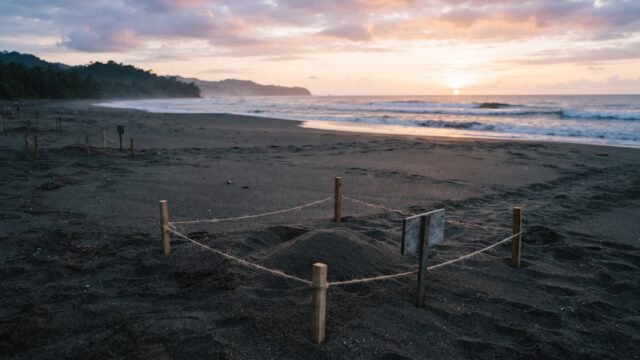 Refuerzan vigilancia para proteger nidos de tortuga en Puerto Arista