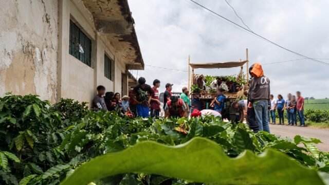 Renuevan cafetales en Pavencul: entregan plantas de café arábigo a productores de Tapachula