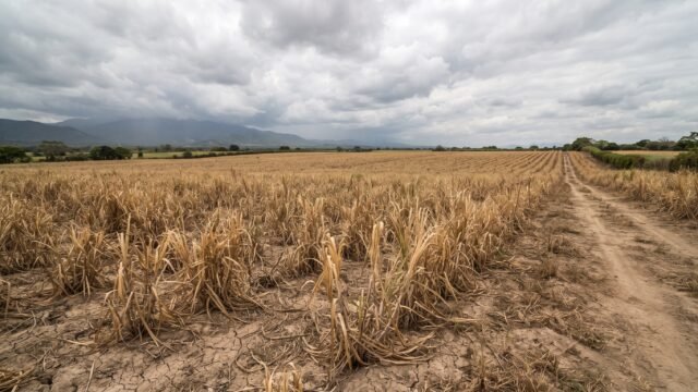 Reportan pérdida total de caña de azúcar por sequía en el Soconusco