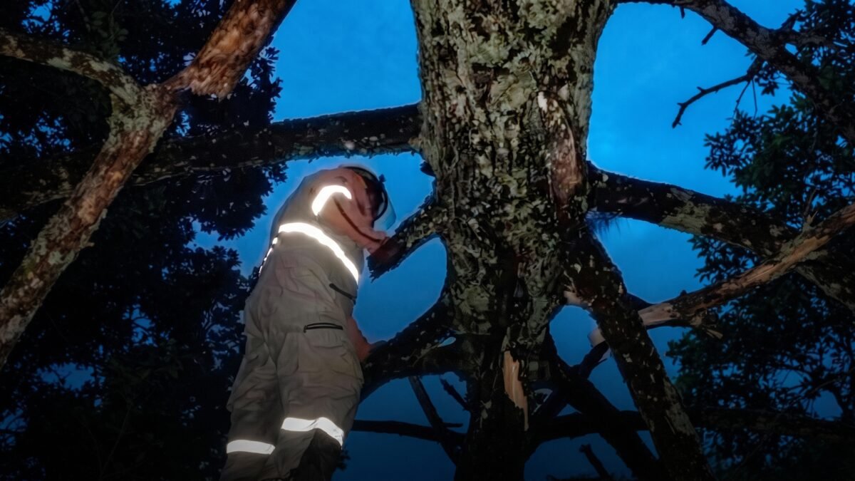 Retiran árbol de 30 metros que cayó sobre vivienda en San Cristóbal