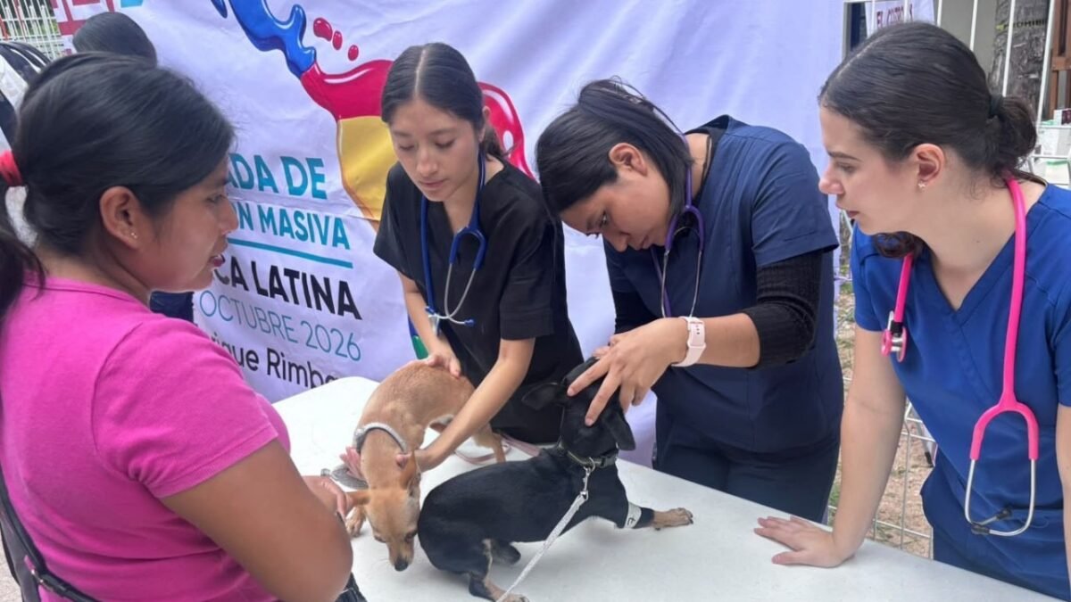 Salud rebasa meta de 400 esterilizaciones gratuitas de perros y gatos en Chiapas