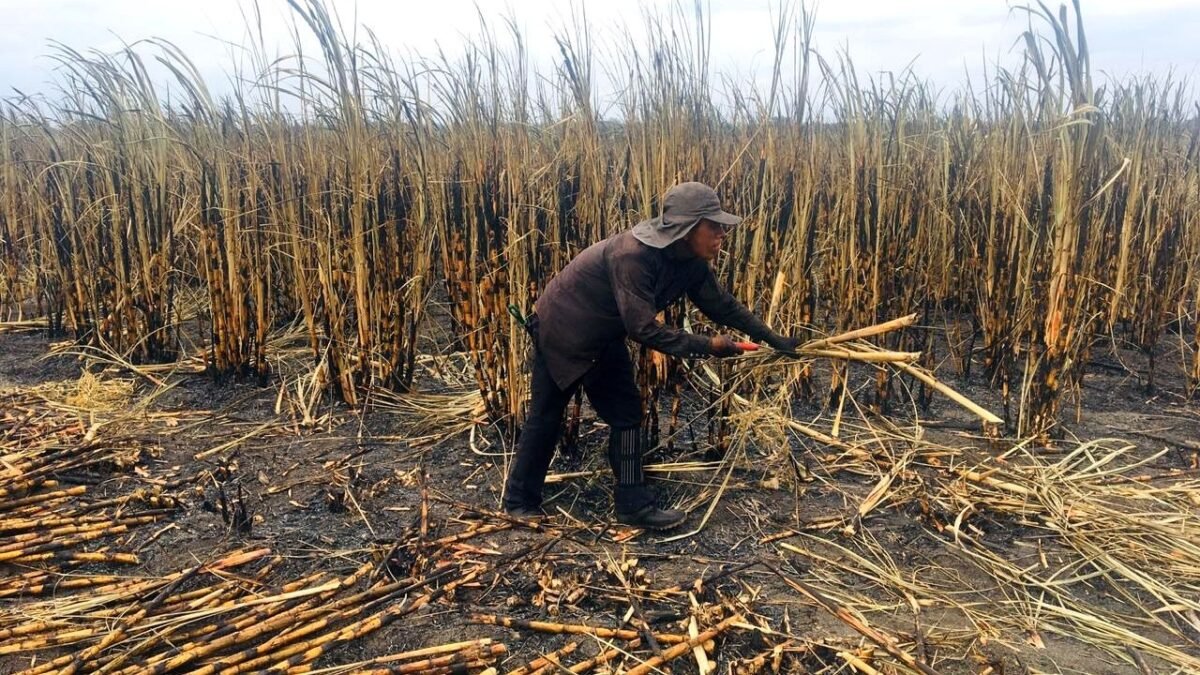 Se desploma el precio de la caña en Pujiltic y Huixtla: pierden 1,308 pesos por tonelada