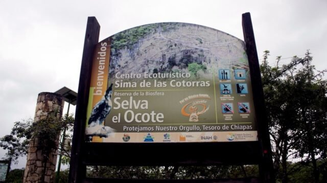 Se queda sin canto la Selva El Ocote: sequía de tres años silencia a ranas y golpea cultivos en Chiapas